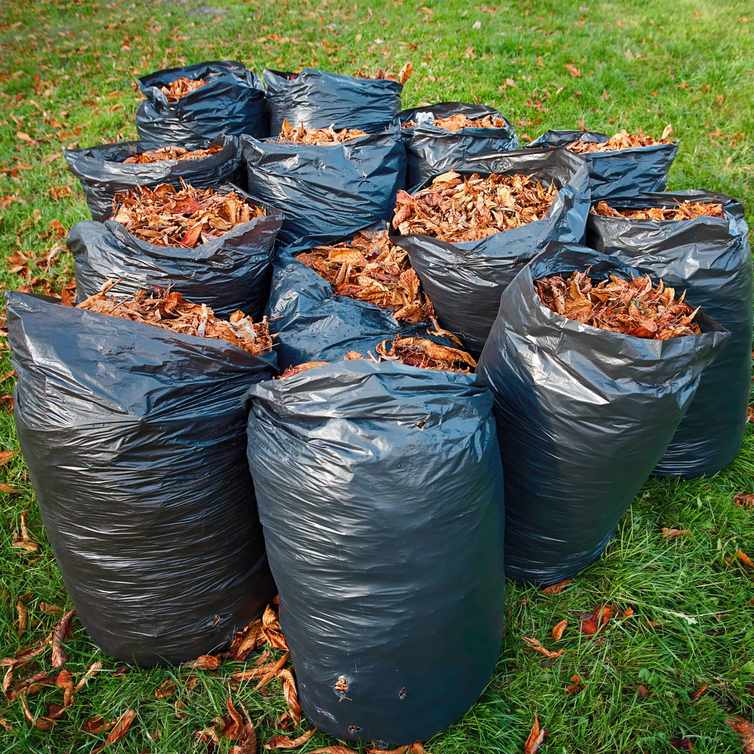 Black,Plastic,Bags,Full,Of,Autumn,Leaves.,Large,Black,Plastic