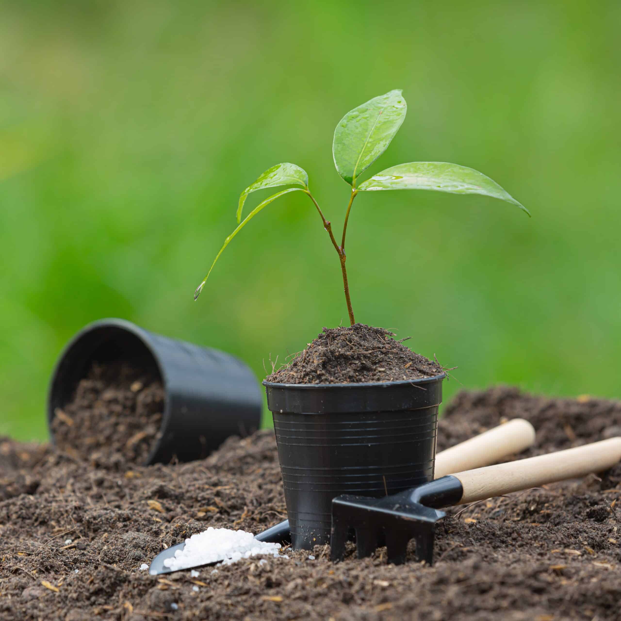 close up picture of the sapling of the plant is growing